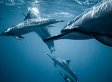 华体会官网-【直播】萝卜回应打狼队葫芦娃救爷爷：第一个人下去，就没有回头路了